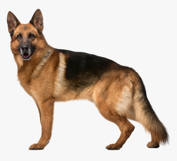 german-shepherd-dog-png-clip-art-transparent-background